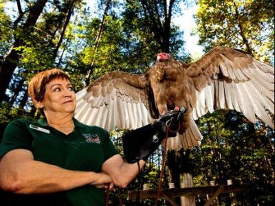 Carolina Raptor Center - TWO Admission Passes