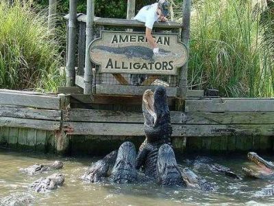 Alligator Adventure - FOUR Admission Tickets