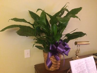 Beautiful Peace Lily from Grace