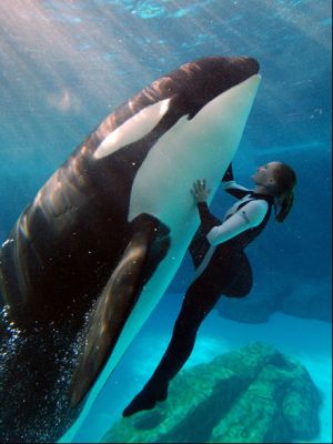 Disney World and Sea World - Ultimate Vacation