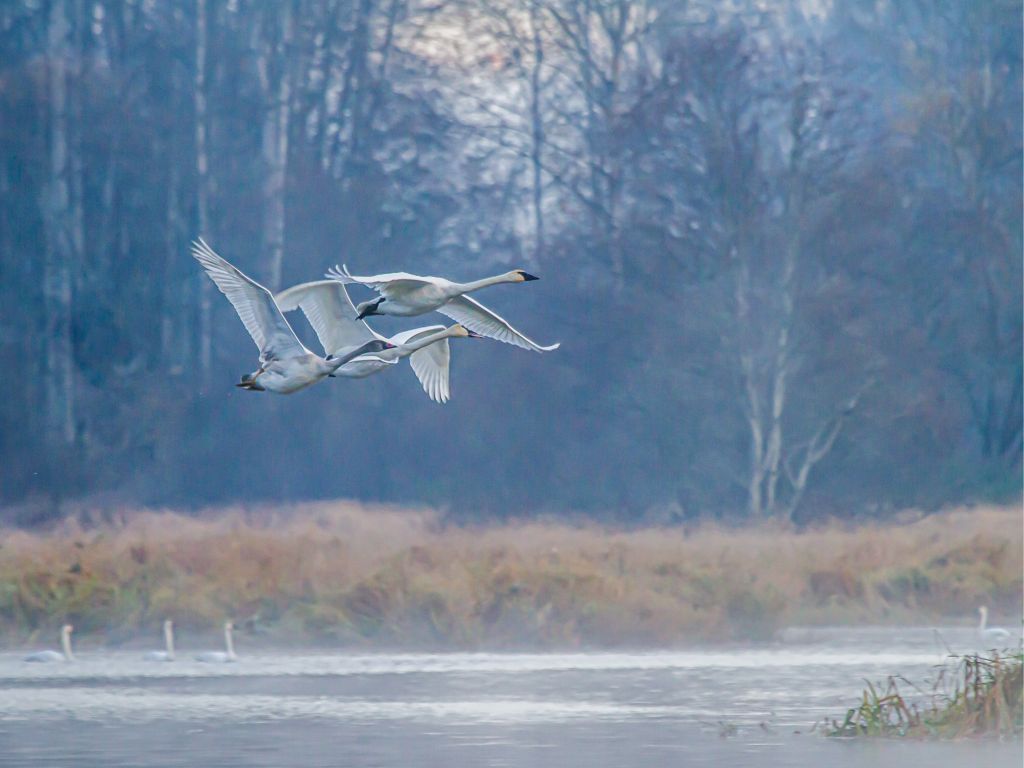 SWANS AT DAWN 2025