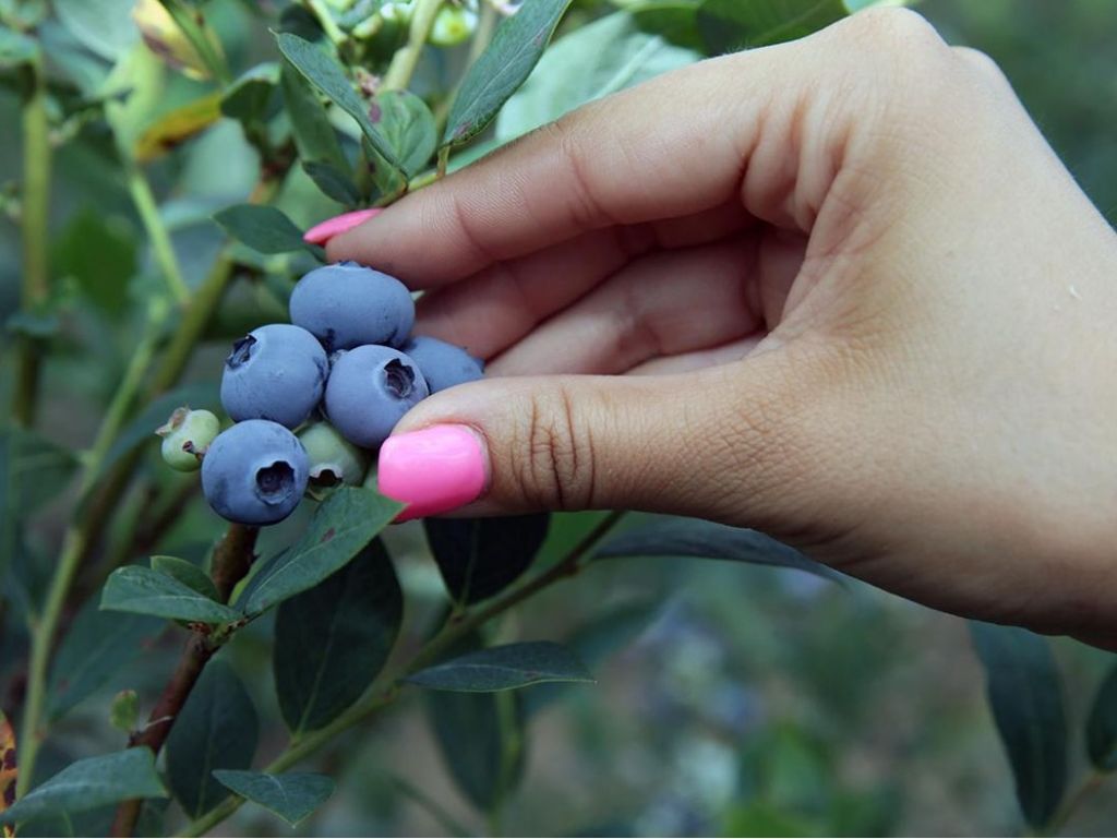 BLUEBERRY PICKING AND FAMILY PICNIC 2023