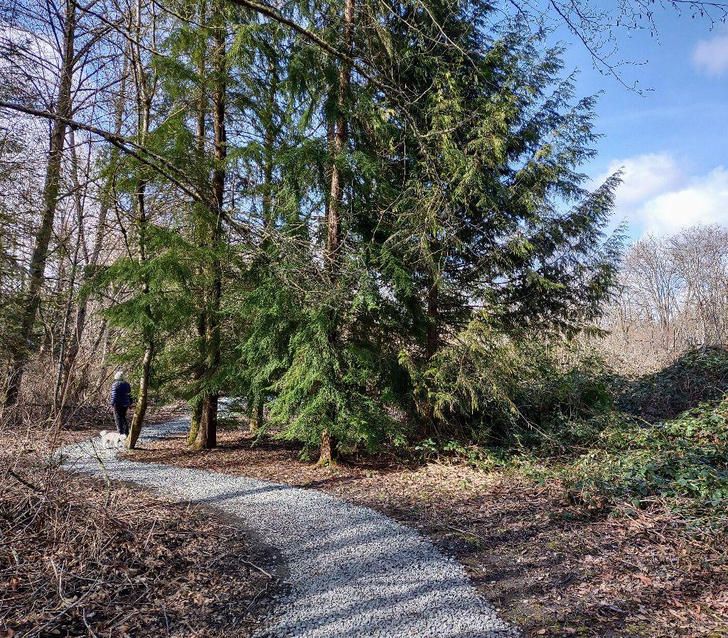 ''FOREST BATHING'' IN THE SKAGIT!