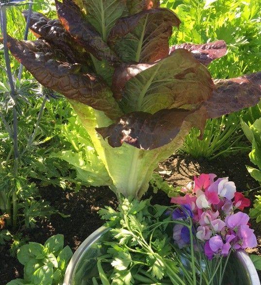 RAFFLE: FRESH FROM THE GARDEN - SPRING HARVEST 2026