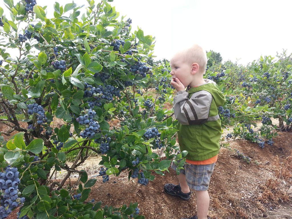 Blueberry Picking and Picnic 2025