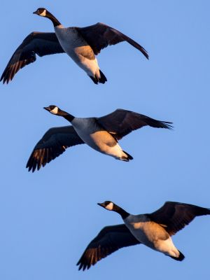 WindSmart/Sika Canada Goose Hunt