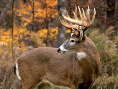 Whitetail Deer Guided Hunt - RMC Ranch