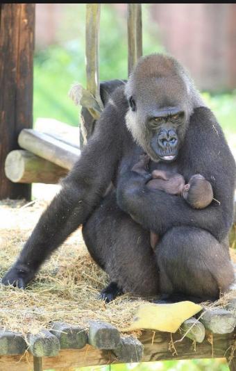 Four admission passes to Little Rock Zoo (Little Rock, AZ)