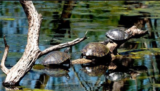 Four general admission tickets to the Heard Natural Science Museum & Wildlife Sanctuary (McKinney, TX)