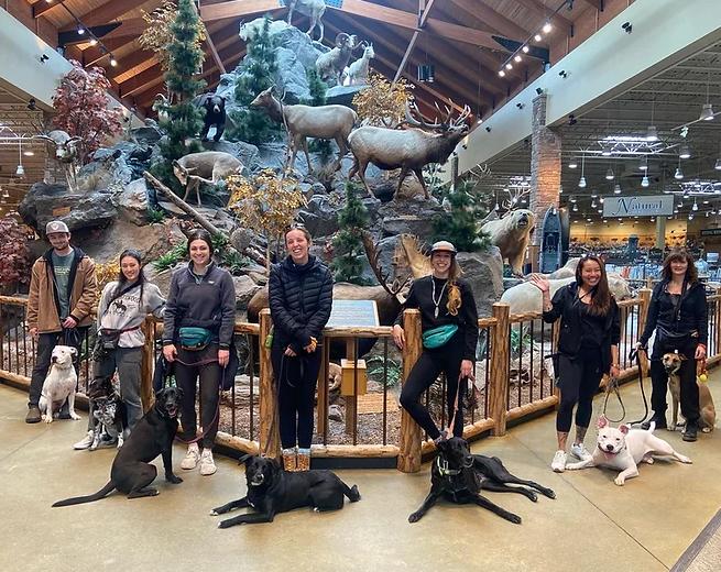 Dog-Ship Coaching (Online)