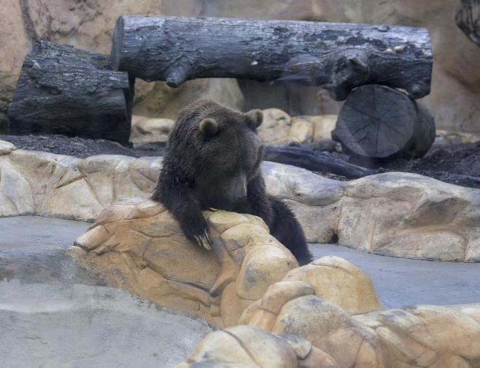 Four admission passes to Little Rock Zoo (Little Rock, AZ)