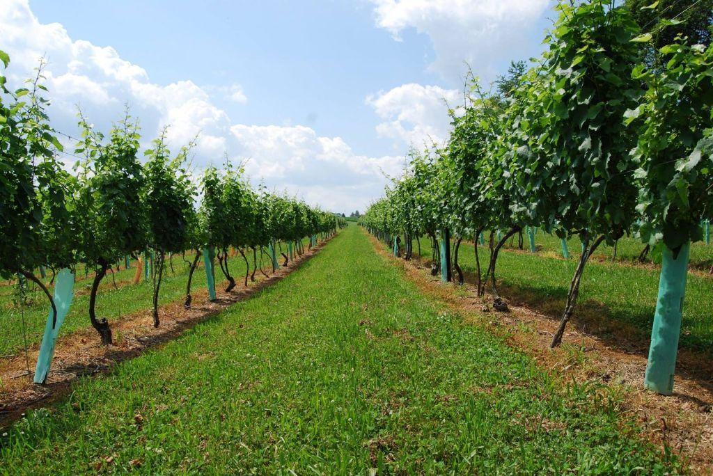 Private seated Wine and Chocolate tasting for eight guests at Allegro Winery (Brogue, PA)
