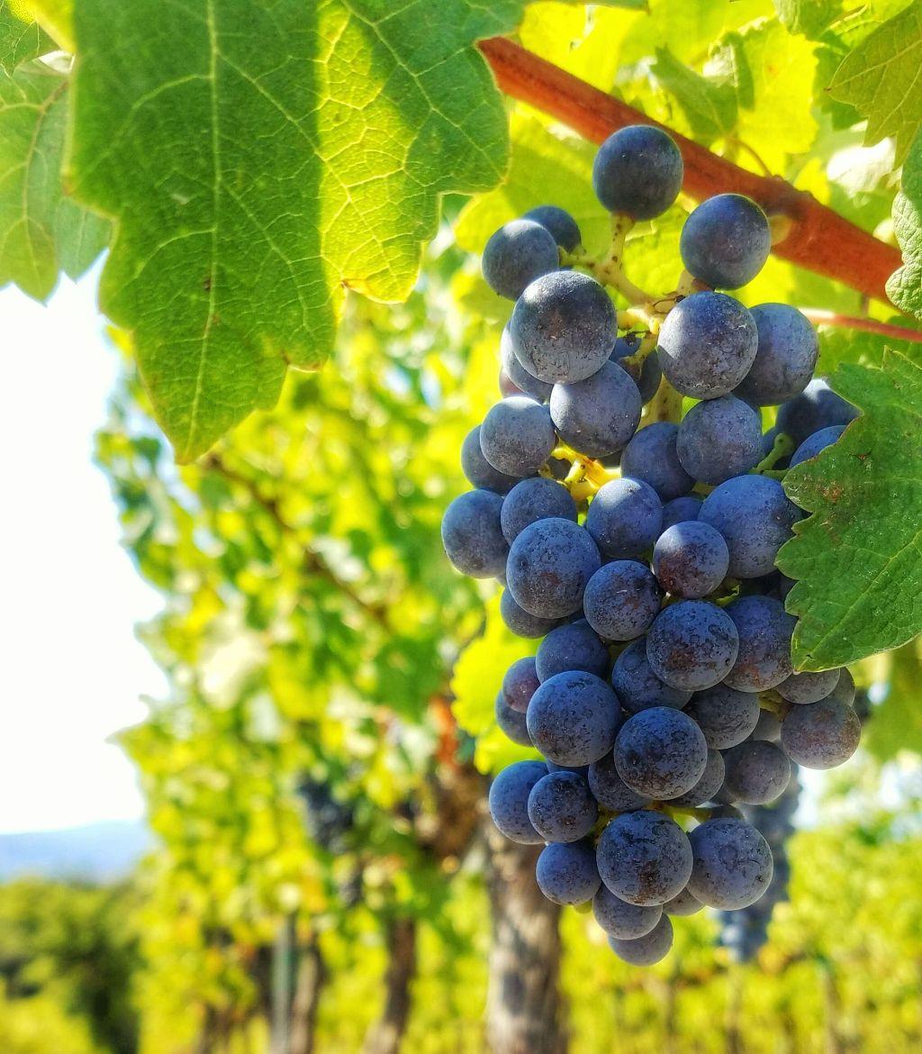 GEMS OF EUROPE 7 NIGHTS, UP TO 6 GUESTS: IRELAND, TUSCANY, COSTA DEL SOL