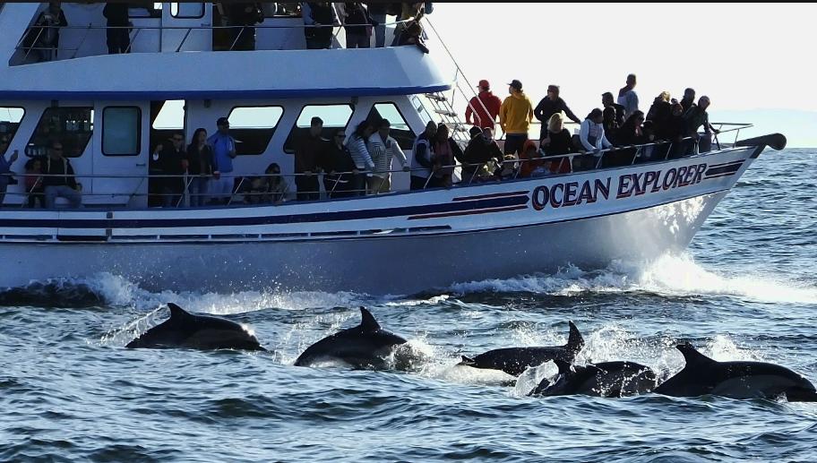 2 Passes for a 2-2.5 hour Whale Watching Cruise (Newport Beach, CA)