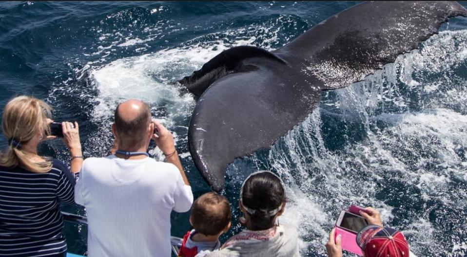 2 Passes for a 2-2.5 hour Whale Watching Cruise (Newport Beach, CA)
