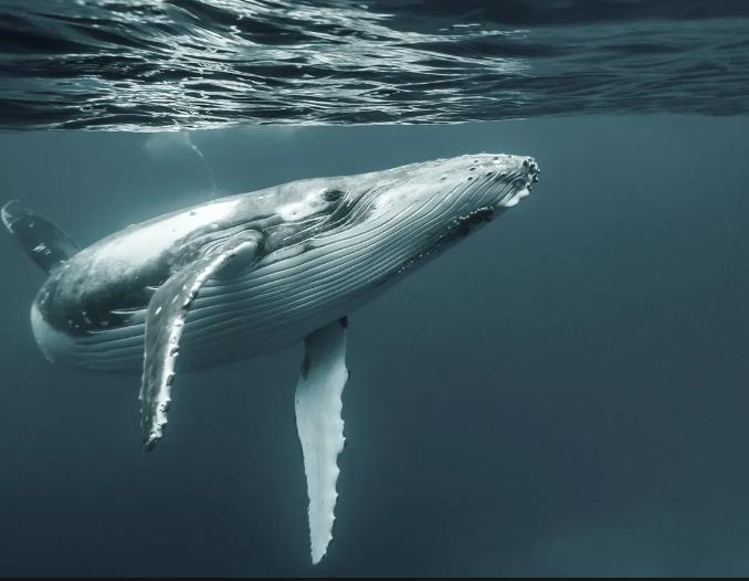 2 Passes for a 2-2.5 hour Whale Watching Cruise (Newport Beach, CA)