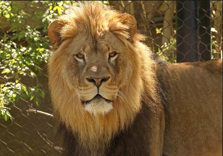 Four admission passes to Little Rock Zoo (Little Rock, AZ)