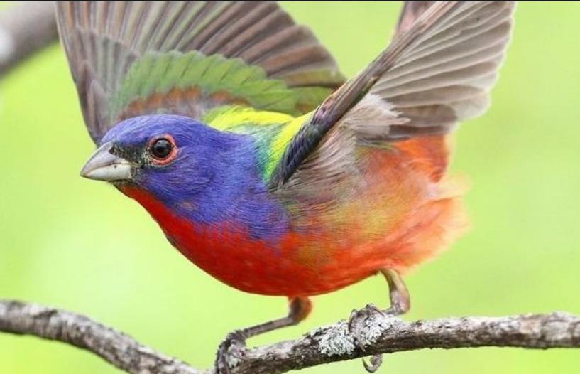 Four general admission tickets to the Heard Natural Science Museum & Wildlife Sanctuary (McKinney, TX)