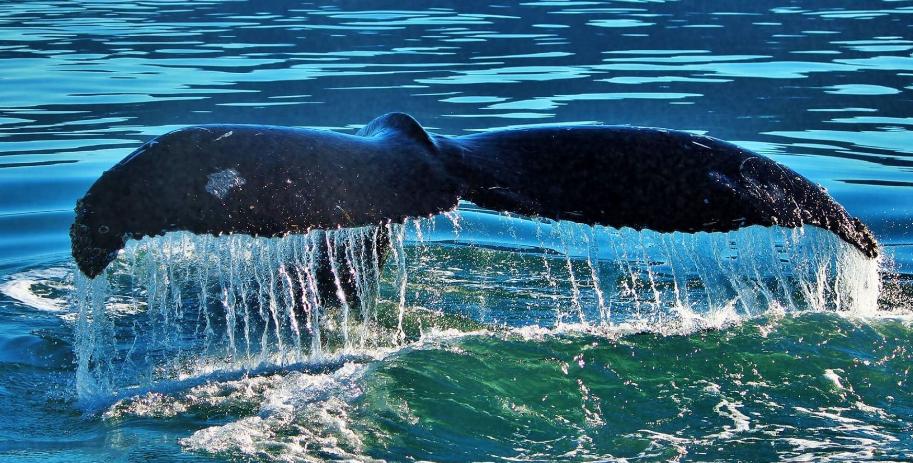 2 Passes for a 2-2.5 hour Whale Watching Cruise (Newport Beach, CA)