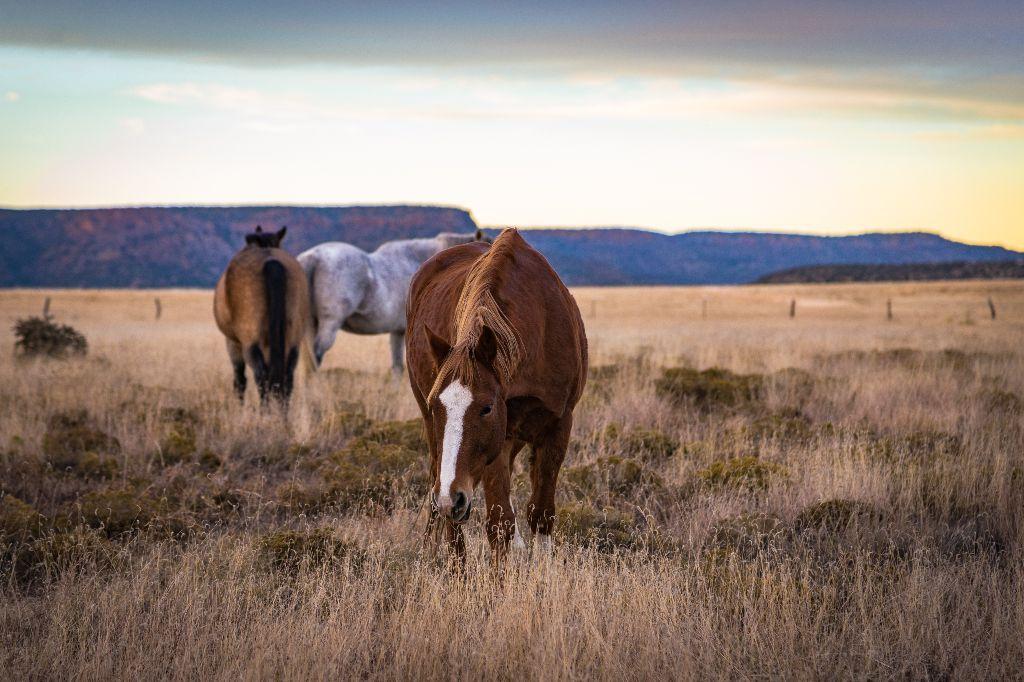 Grazing Horses, Wagon Mound, NM, photograph by Gail ...