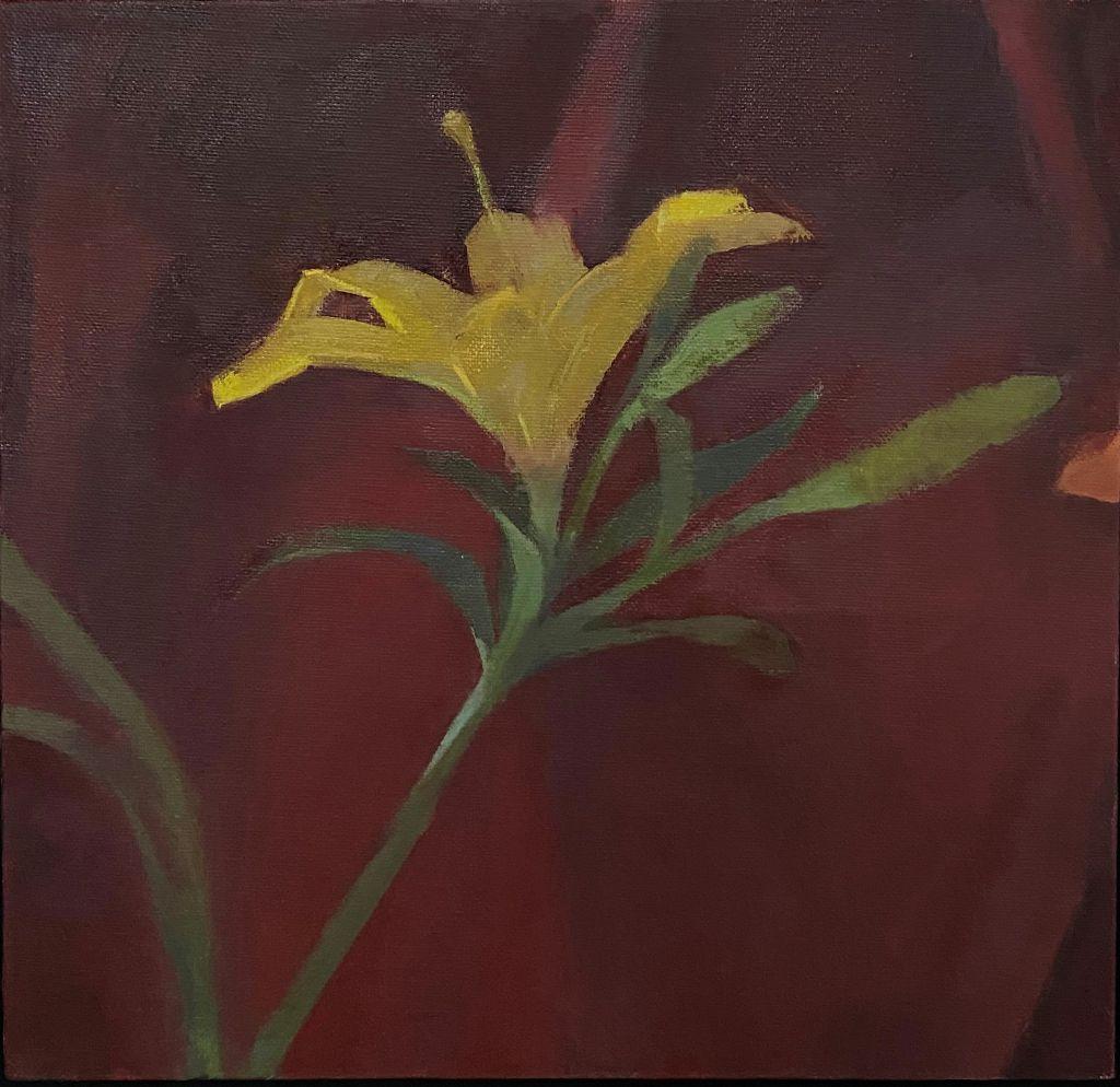 Lily-Yellow-Lily