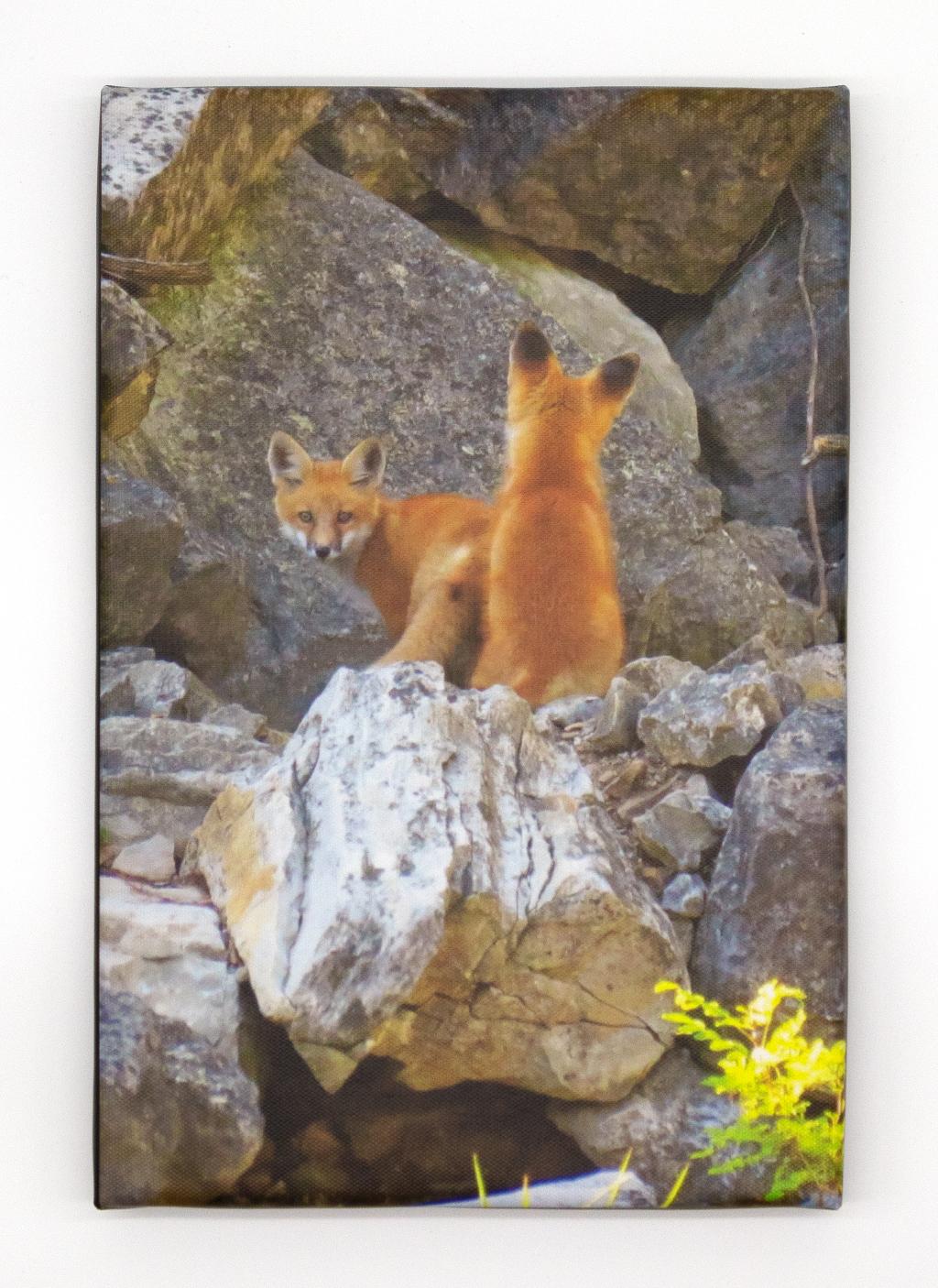 ''Holiday Island Foxes'' by Jay Vrecenak
