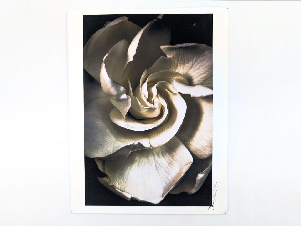 ''Night Flower'' by Glen Couvillion