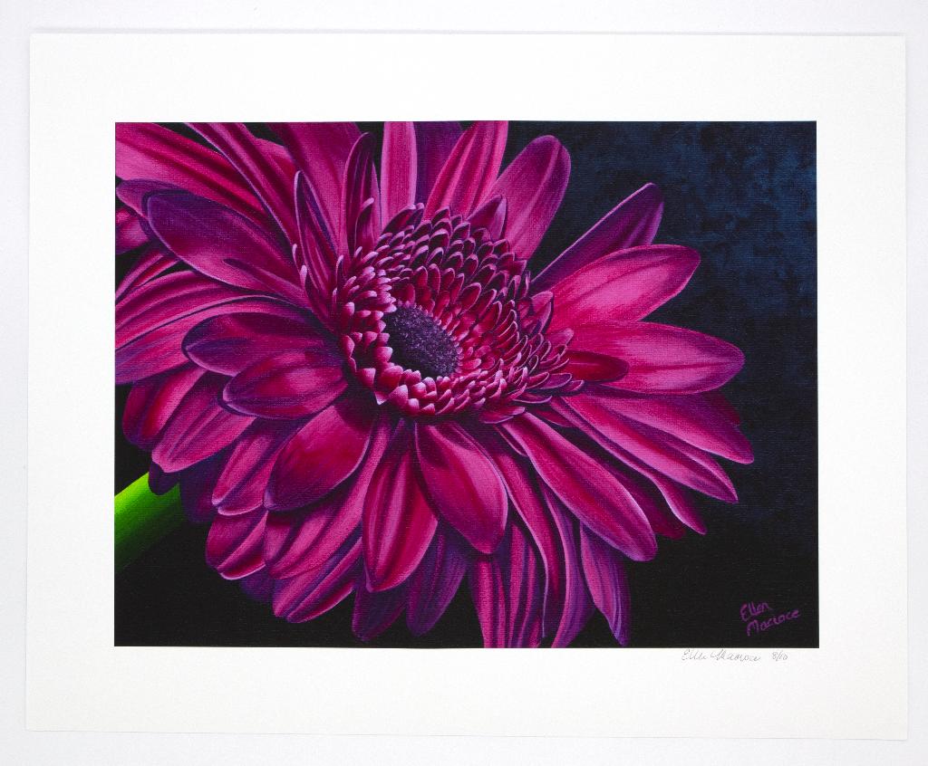 ''Magenta Gerber Daisy'' print by Ellen Macioce
