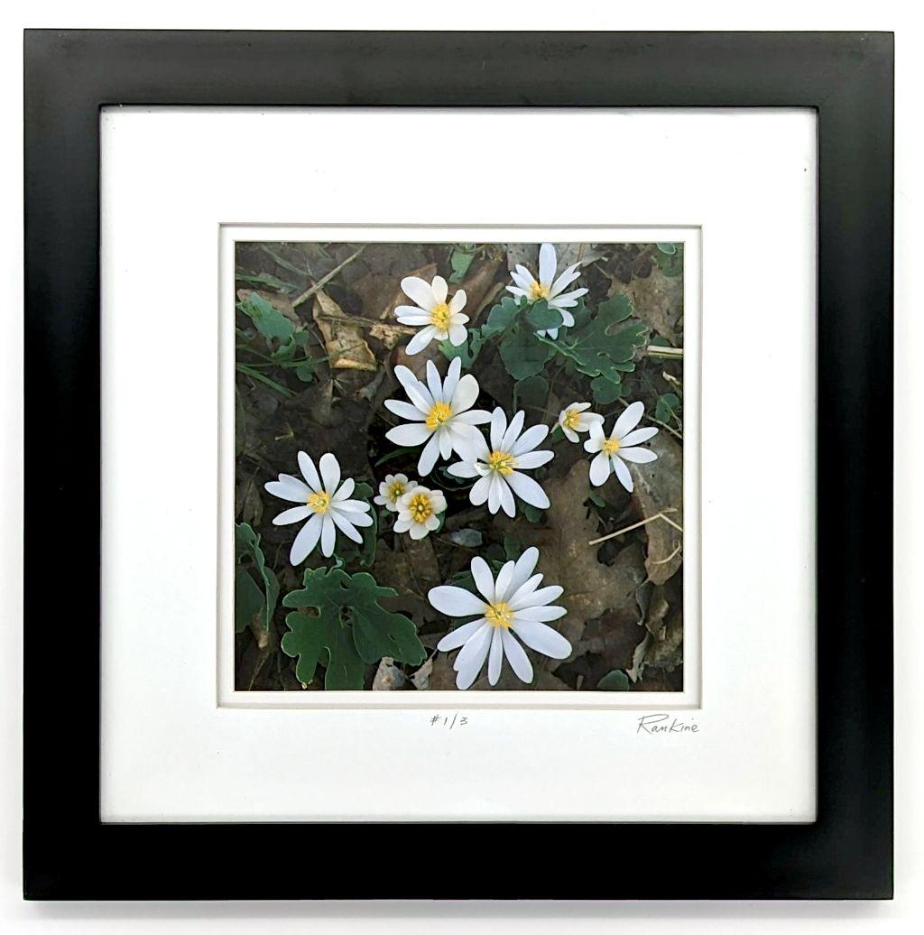 ''Blood Root'' by John Rankine