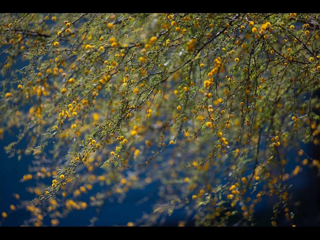 Andy Segovia Photography - ''Golden Serenity''