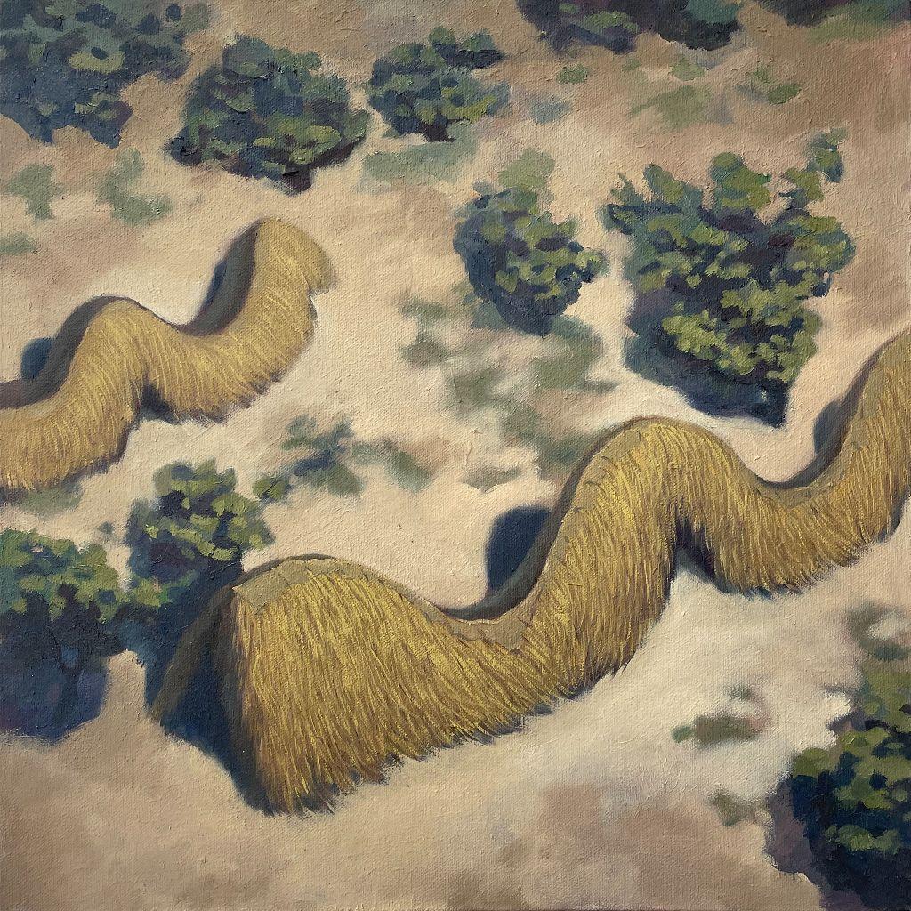 Culebra sabanera, 2023