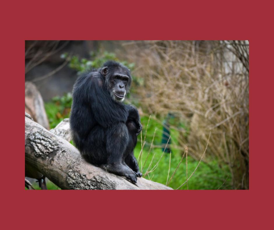 Houston Zoo - Family & Friends Premium Membership