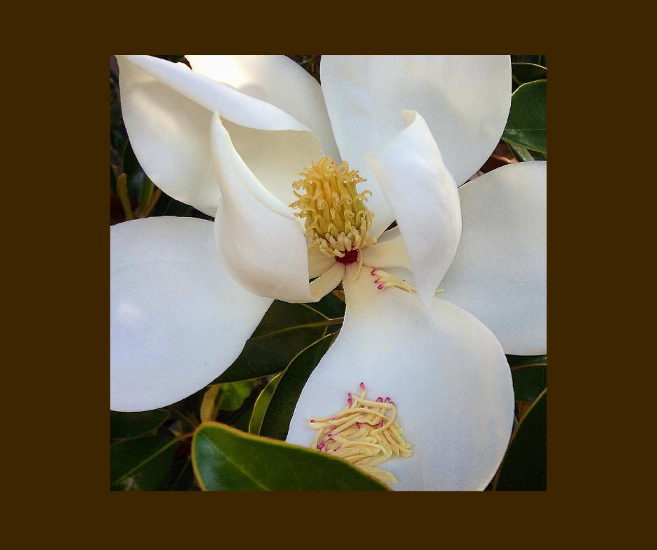 12X12 photo on canvas - ''Magnolia Morning''