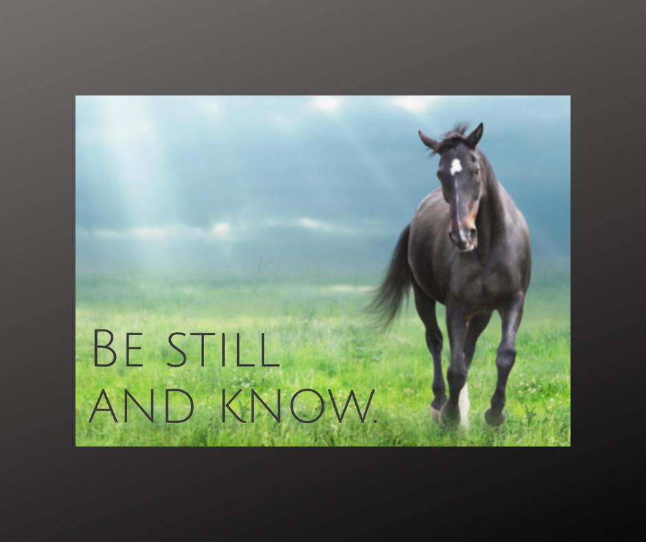 Transformative Journey of Self Awareness—with Horses as Your Guides!