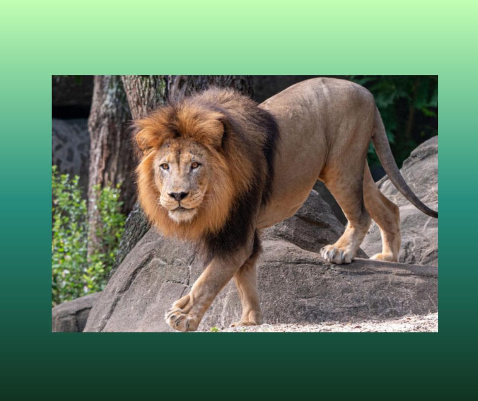 Houston Zoo - Family & Friends Premium Membership