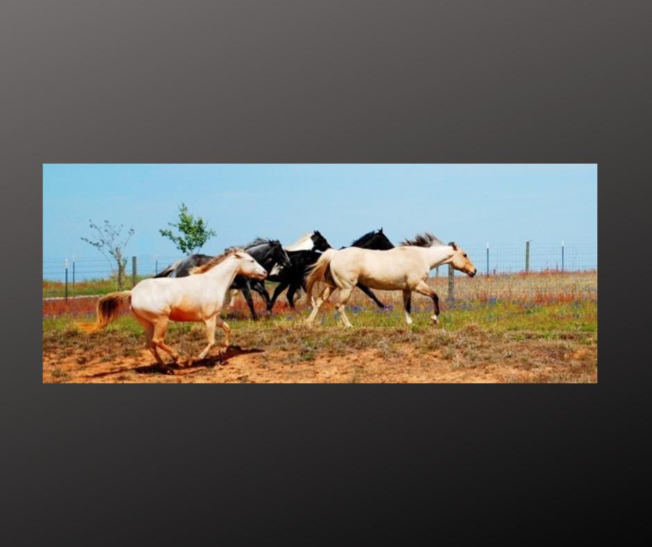 Five Horses - Transformative Experience for Four