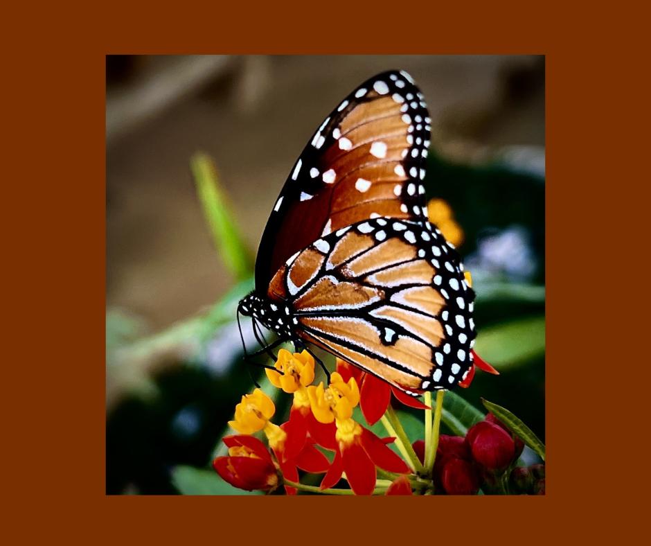 ''Wimberly Wings'' - Wimberly, Texas - 12X12 photo o...