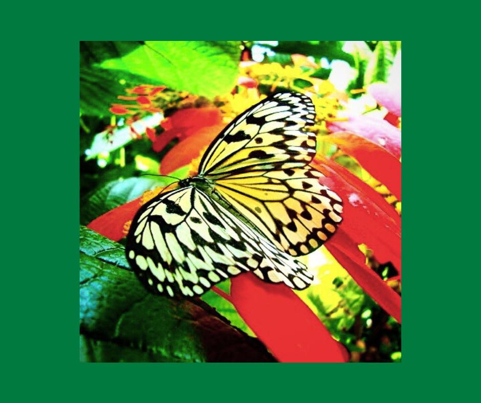 ''Rice Paper Butterfly''  Cockrell Butterfly Center,...