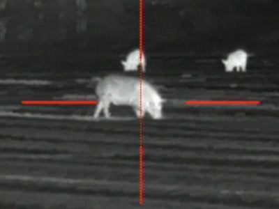 Thermal Hog Hunt for Two and Meat Processing