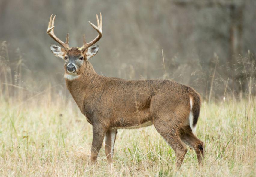 A24 - Management Buck and Weekend Hog Hunt with Stat...