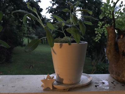 Porcelain Planter with Sage Plant and two star ornaments