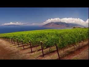 Two $25 Gift Certificates to MauiWine in Ulupalakua