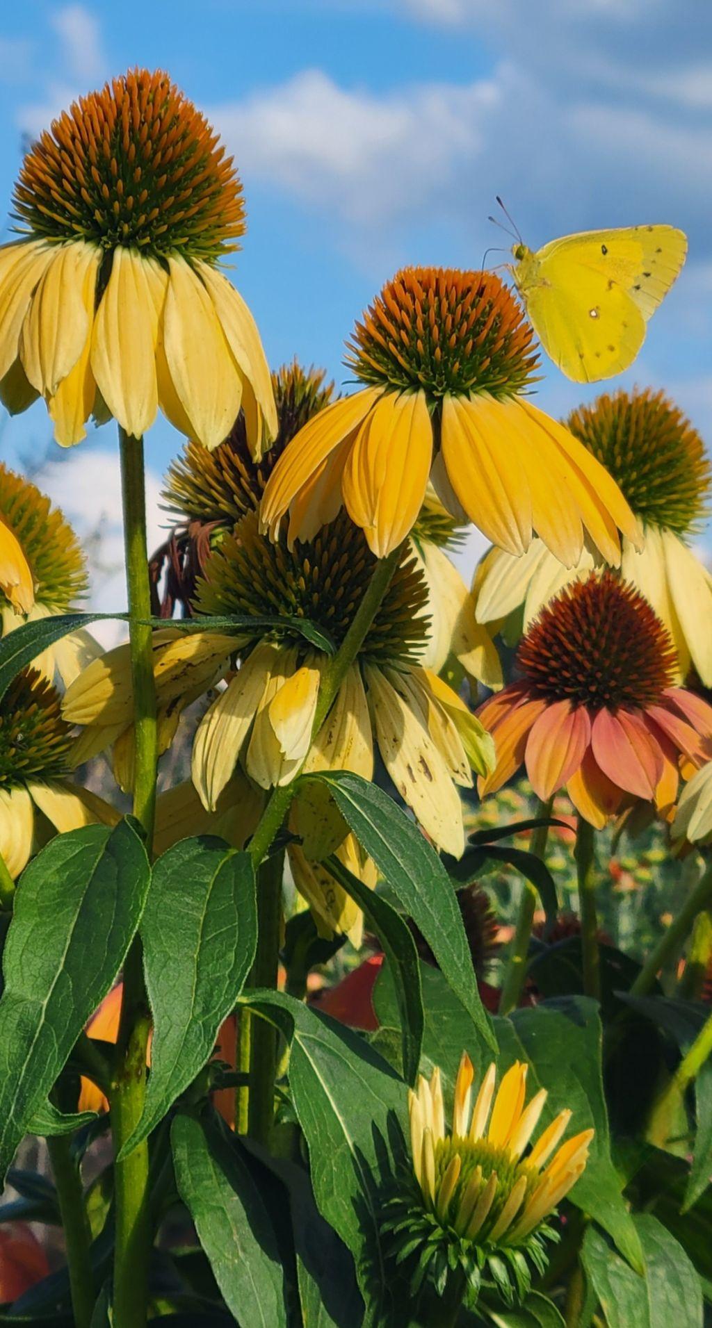 Coneflowers  Framed Artwork by Amy Bash