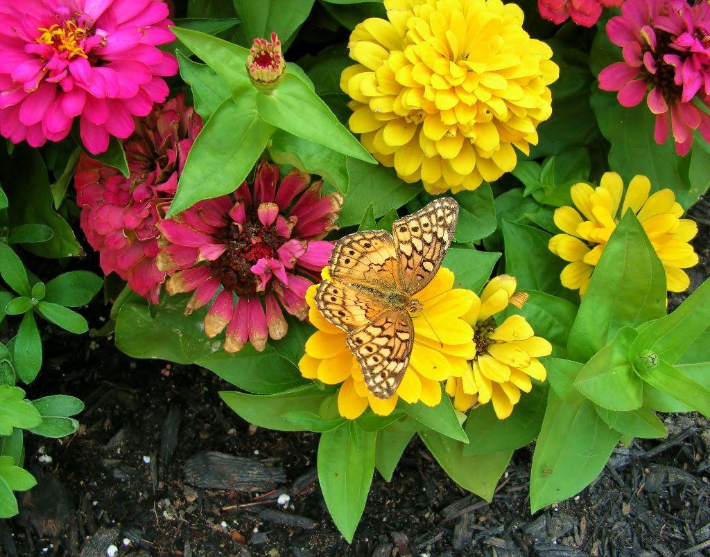 Fritillary on Flowers  Framed Artwork by Amy Bash
