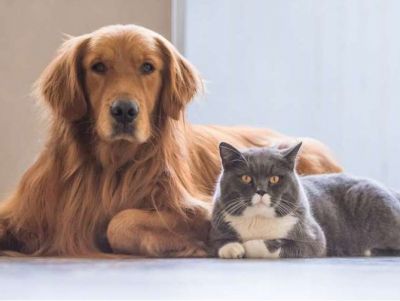 Dog/Cat Vaccines