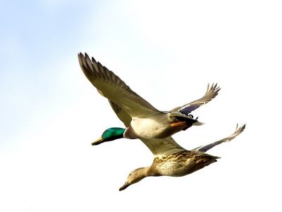 Guided Duck Hunt for 4 at Red River Fish Camp
