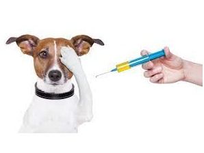 Annual Exam and Vaccinations for your Furry Friend!
