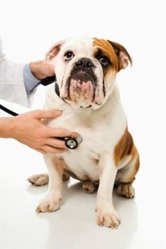 Annual Pet Exam & Vaccinations