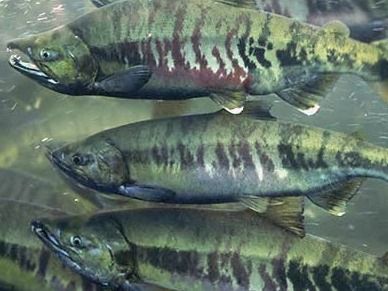 Two Fresh Gig Harbor Locally Caught Fall Season Salmon