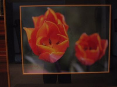 Framed Photo of Tulips